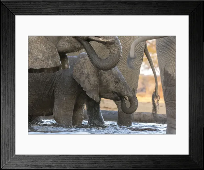 Framed Print : Africa, Botswana, Senyati Safari Camp. Elephants drinking at waterhole. Credit as Framed Print : Africa, Botswana, Senyati Safari Camp. Elephants drinking at waterhole. Credit as