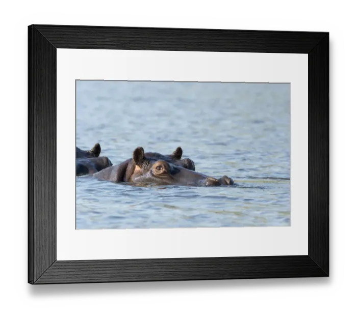 Framed Print : Africa, Botswana, Chobe National Park. Hippopotamuss head above waters surface