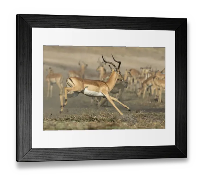 Framed Print : Africa, Botswana, Chobe National Park. Running impala. Aepyceros melampus Credit as Framed Print : Africa, Botswana, Chobe National Park. Running impala. Aepyceros melampus Credit as