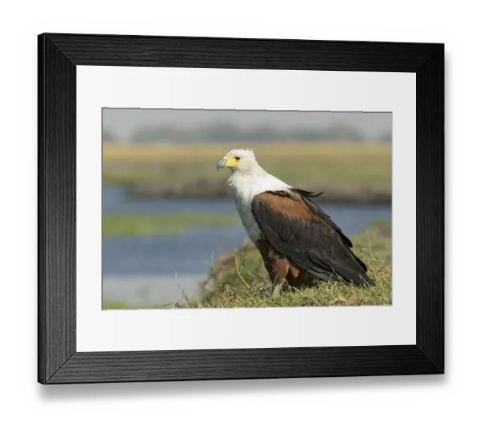 Framed Print : Africa, Botswana, Chobe National Park. Close-up of fish eagle on grass. Credit as Framed Print : Africa, Botswana, Chobe National Park. Close-up of fish eagle on grass. Credit as