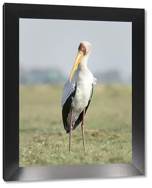 Africa, Botswana, Chobe National Park. Yellow-billed stork close-up