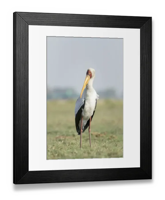 Framed Print : Africa, Botswana, Chobe National Park. Yellow-billed stork close-up Framed Print : Africa, Botswana, Chobe National Park. Yellow-billed stork close-up