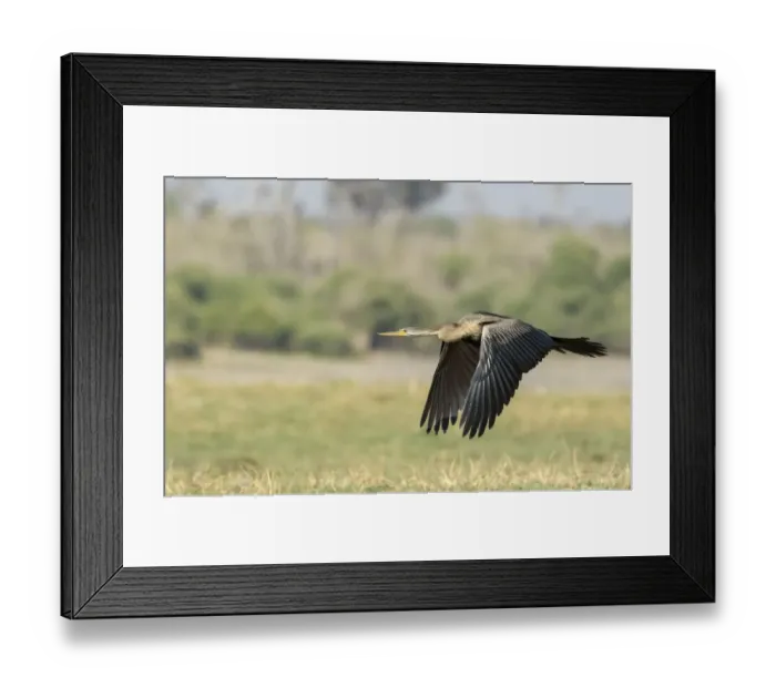 Framed Print : Africa, Botswana, Chobe National Park. African darter flying Framed Print : Africa, Botswana, Chobe National Park. African darter flying