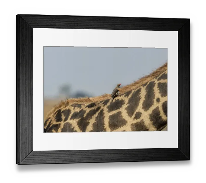 Framed Print : Africa, Botswana, Chobe National Park. Close-up of giraffe with oxpecker birds. Credit as