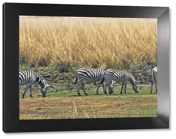Zebras, Chobe National Park, North-West District, Botswana