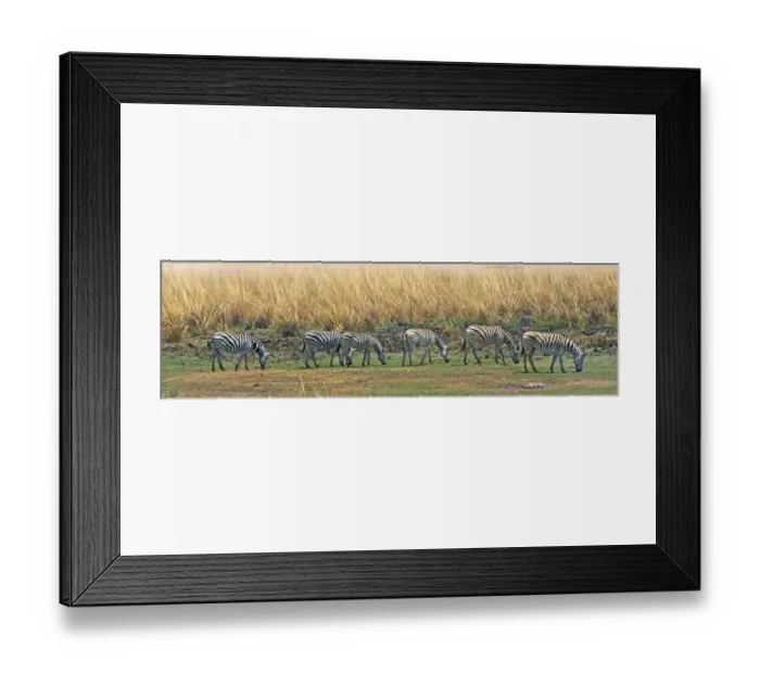 Framed Print : Zebras, Chobe National Park, North-West District, Botswana Framed Print : Zebras, Chobe National Park, North-West District, Botswana
