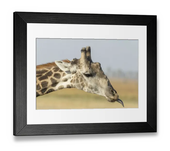 Framed Print : Africa, Botswana, Chobe National Park. Close-up of giraffe neck with oxpecker bird Framed Print : Africa, Botswana, Chobe National Park. Close-up of giraffe neck with oxpecker bird