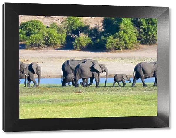 Elephant herd, Chobe National Park, North-West District, Botswana
