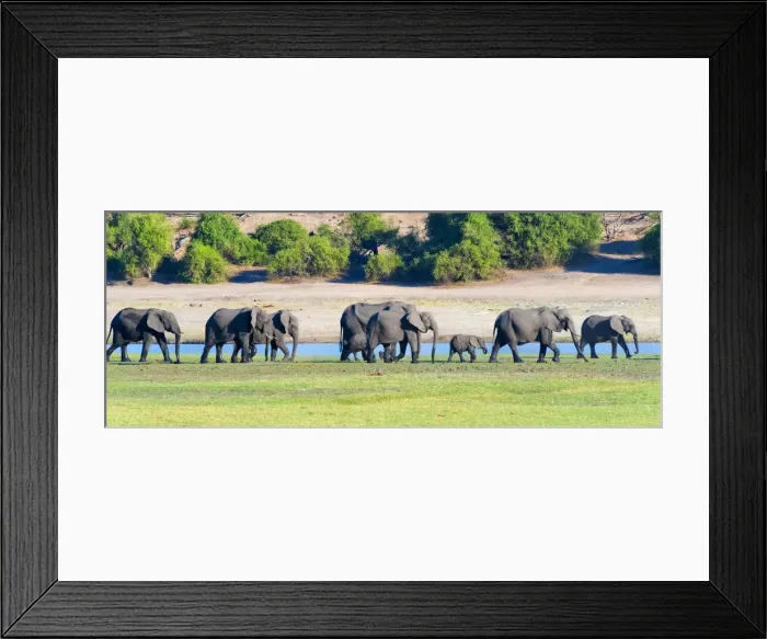 Framed Print : Elephant herd, Chobe National Park, North-West District, Botswana