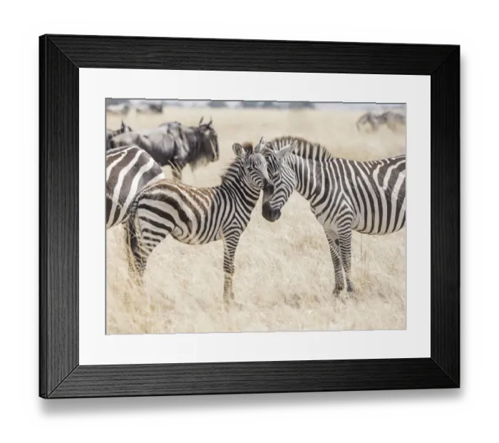 Framed Print : Africa, Kenya, Msai Mara National Reserve. Adult and juvenile zebras. Credit as