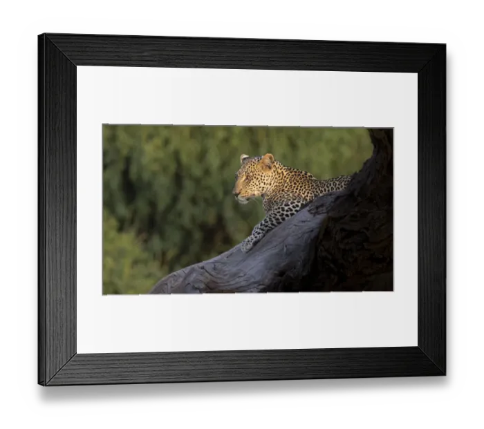 Framed Print : Africa, Kenya. Leopard resting on dead tree Framed Print : Africa, Kenya. Leopard resting on dead tree