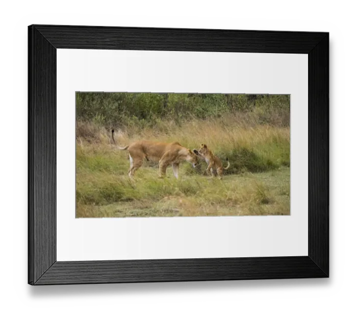Framed Print : Africa, Kenya, Msai Mara National Reserve. Lion cub playing with mother. Credit as