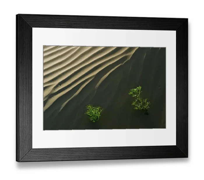 Framed Print : Canada, Saskatchewan, Great Sand Hills. Sand dune ripples and plants Framed Print : Canada, Saskatchewan, Great Sand Hills. Sand dune ripples and plants
