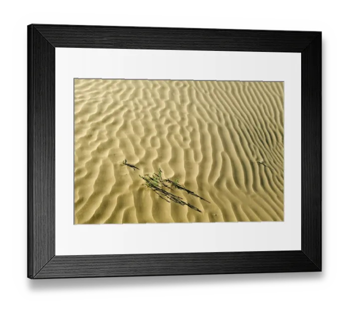 Framed Print : Canada, Saskatchewan, Great Sand Hills. Sand dune ripples and plants Framed Print : Canada, Saskatchewan, Great Sand Hills. Sand dune ripples and plants