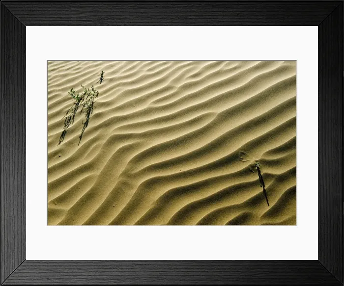 Framed Print : Canada, Saskatchewan, Great Sand Hills. Sand dune ripples and plants