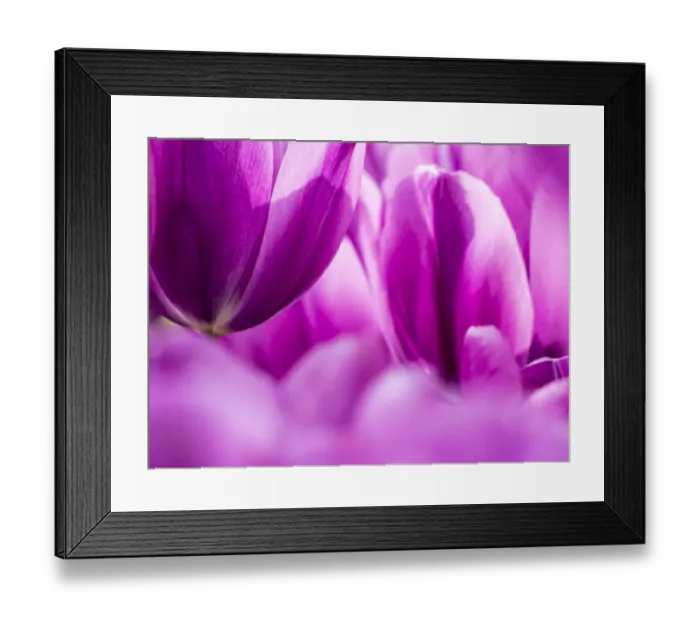 Framed Print : Netherlands, Lisse. Keukenhof Gardens, macro image of tulips Framed Print : Netherlands, Lisse. Keukenhof Gardens, macro image of tulips
