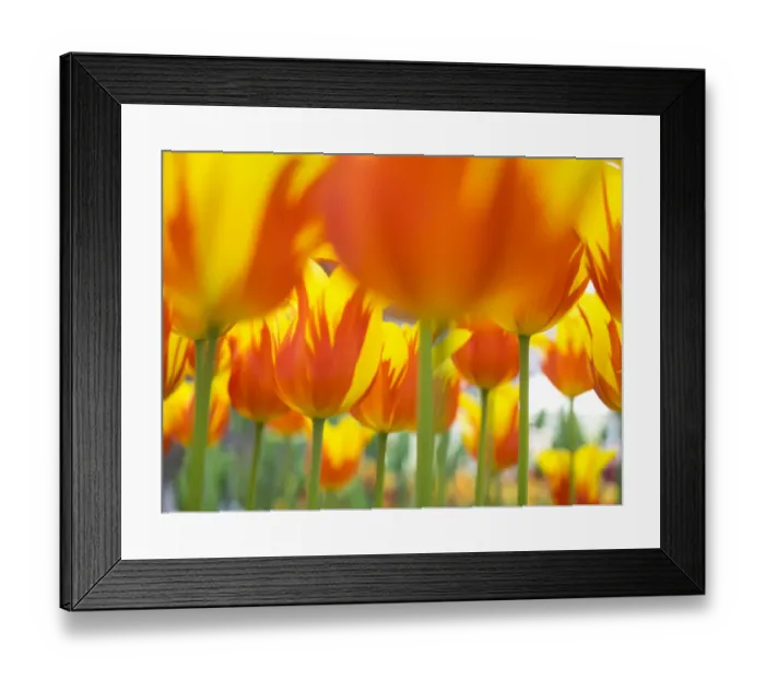 Framed Print : Netherlands, Lisse. Keukenhof Gardens, macro image of tulips Framed Print : Netherlands, Lisse. Keukenhof Gardens, macro image of tulips