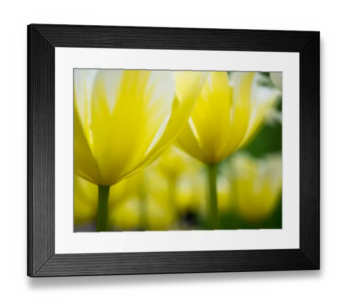 Framed Print : Close-up of tulips Framed Print : Close-up of tulips