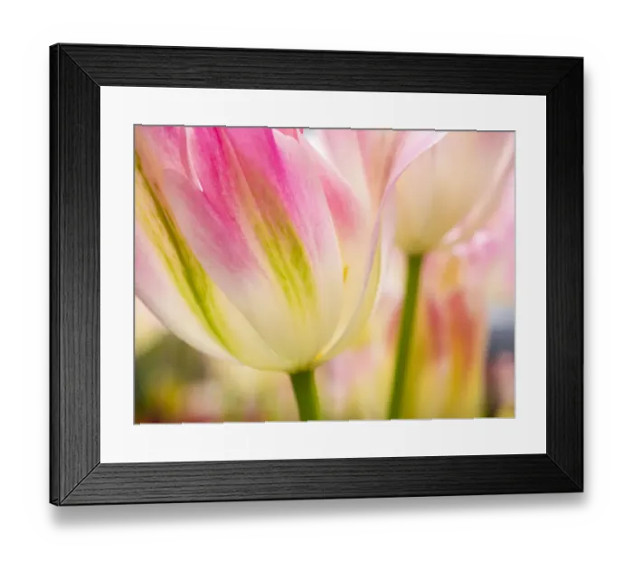 Framed Print : Netherlands, Lisse. Keukenhof Gardens, macro image of tulips