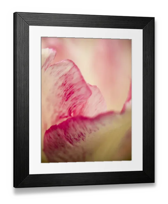 Framed Print : Netherlands, Lisse. Keukenhof Gardens, macro image of tulips Framed Print : Netherlands, Lisse. Keukenhof Gardens, macro image of tulips
