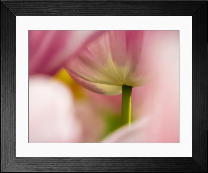 Framed Print : Close-up of tulips Framed Print : Close-up of tulips