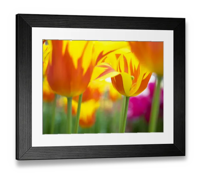 Framed Print : Close-up of tulips Framed Print : Close-up of tulips