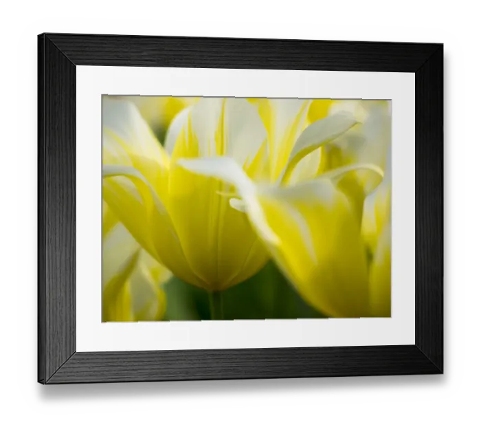 Framed Print : Close-up of tulips Framed Print : Close-up of tulips