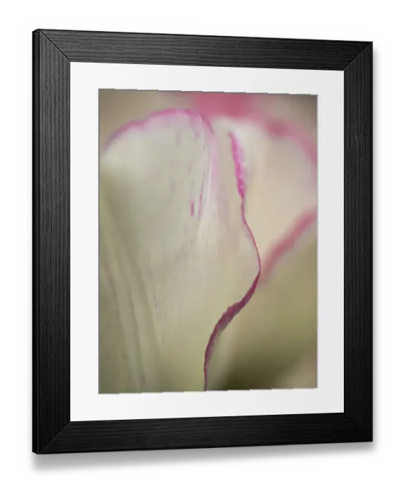Framed Print : Close-up of tulips Framed Print : Close-up of tulips