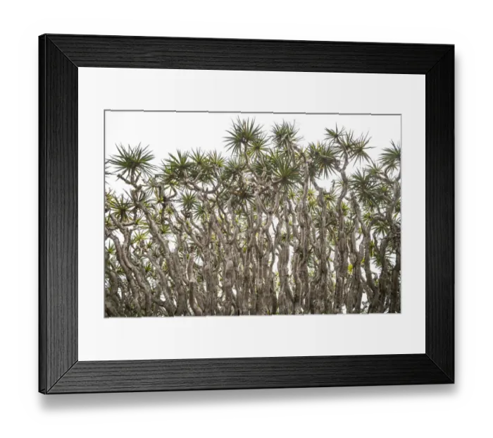 Framed Print : Portugal, Azores, Pico Island, Madalena. Dragon tree Framed Print : Portugal, Azores, Pico Island, Madalena. Dragon tree