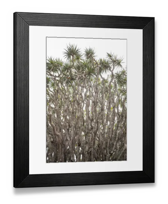 Framed Print : Portugal, Azores, Pico Island, Madalena. Dragon tree Framed Print : Portugal, Azores, Pico Island, Madalena. Dragon tree