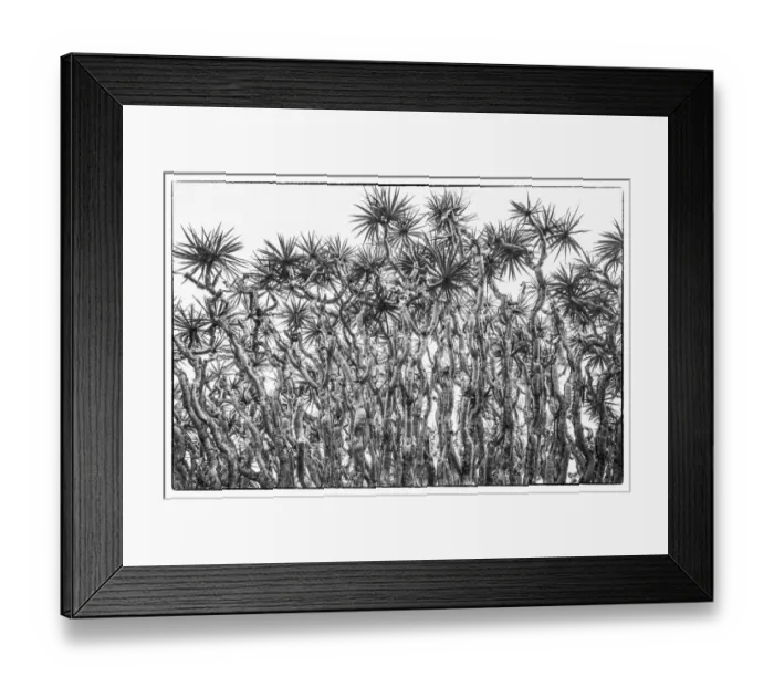 Framed Print : Portugal, Azores, Pico Island, Madalena. Dragon tree Framed Print : Portugal, Azores, Pico Island, Madalena. Dragon tree