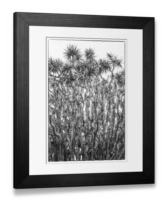 Framed Print : Portugal, Azores, Pico Island, Madalena. Dragon tree