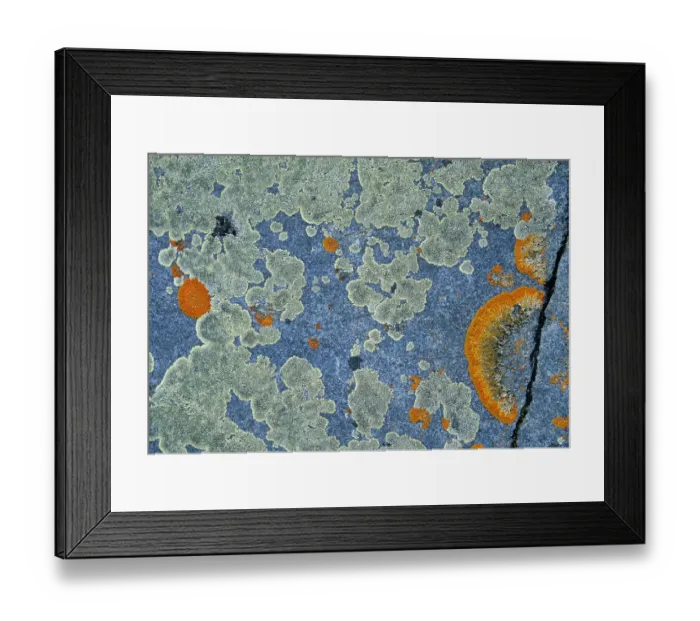 Framed Print : Canada, Manitoba, Churchill. Crustose lichen on rock
