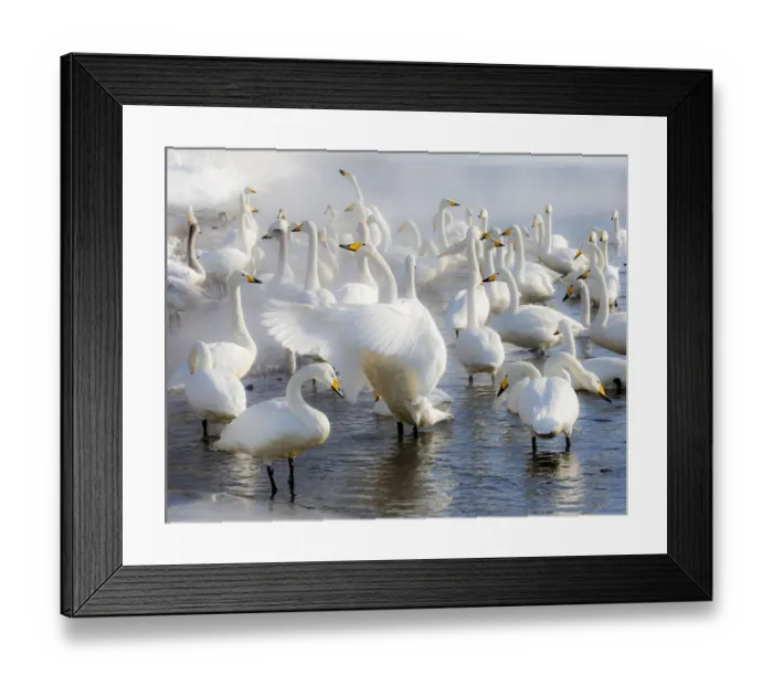 Framed Print : Whooper swans on frozen Lake Kussharo, Hokkaido