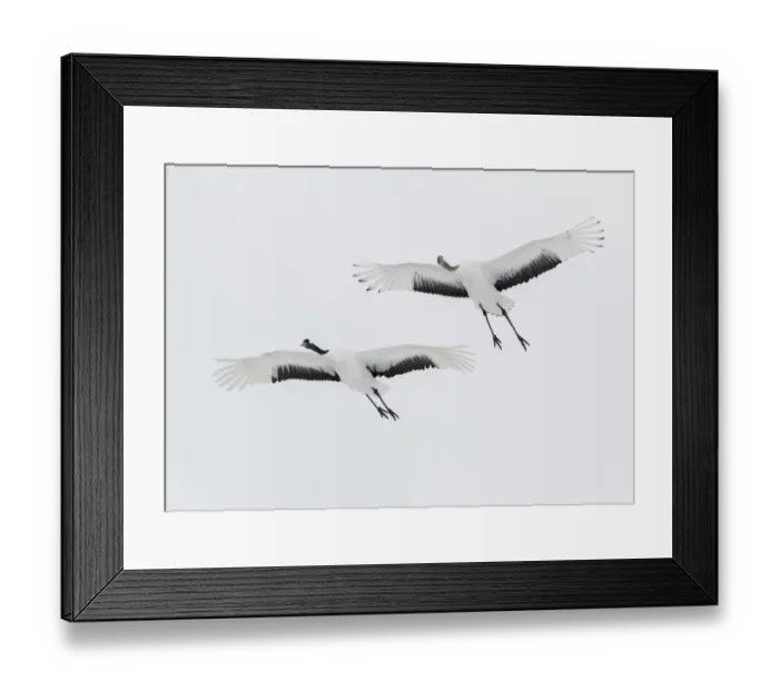 Framed Print : Rare red-crowned crane of Northern Island of Hokkaido, Japan Framed Print : Rare red-crowned crane of Northern Island of Hokkaido, Japan