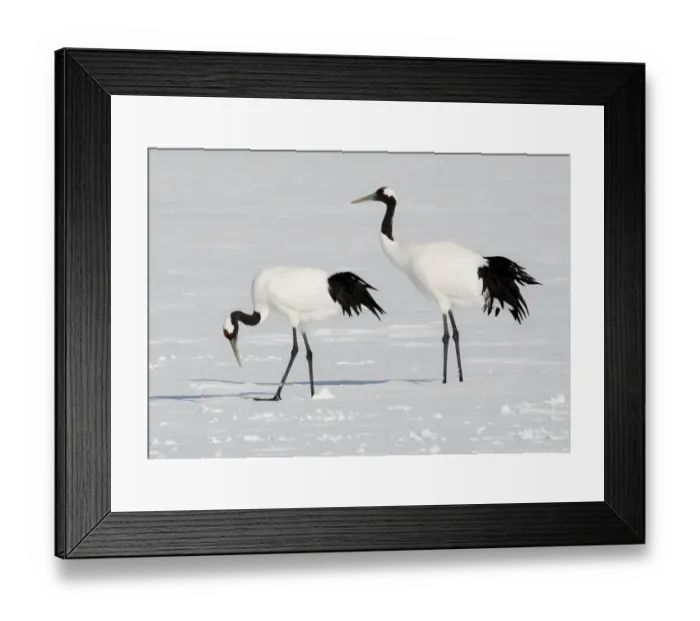 Framed Print : Rare red-crowned crane of Northern Island of Hokkaido, Japan