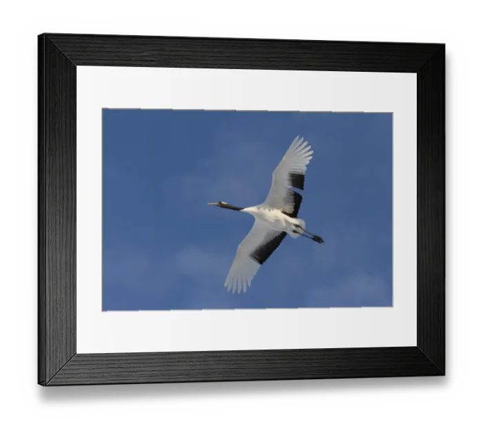 Framed Print : Rare red-crowned crane of Northern Island of Hokkaido, Japan Framed Print : Rare red-crowned crane of Northern Island of Hokkaido, Japan