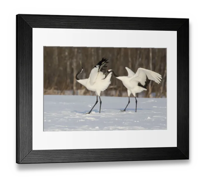 Framed Print : Rare red-crowned crane of Northern Island of Hokkaido, Japan Framed Print : Rare red-crowned crane of Northern Island of Hokkaido, Japan