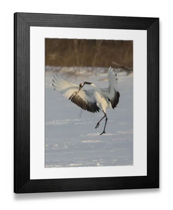 Framed Print : Rare red-crowned crane of Northern Island of Hokkaido, Japan Framed Print : Rare red-crowned crane of Northern Island of Hokkaido, Japan