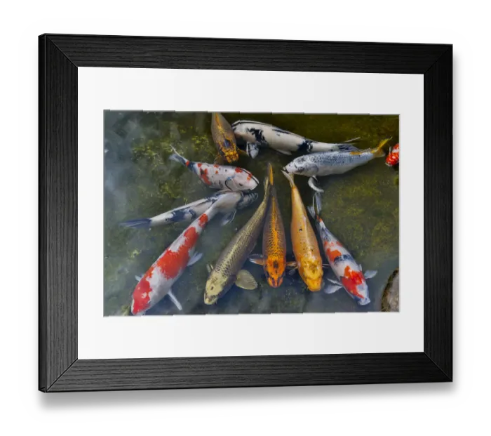 Framed Print : Koi in pond, Tokyo, Japan Framed Print : Koi in pond, Tokyo, Japan
