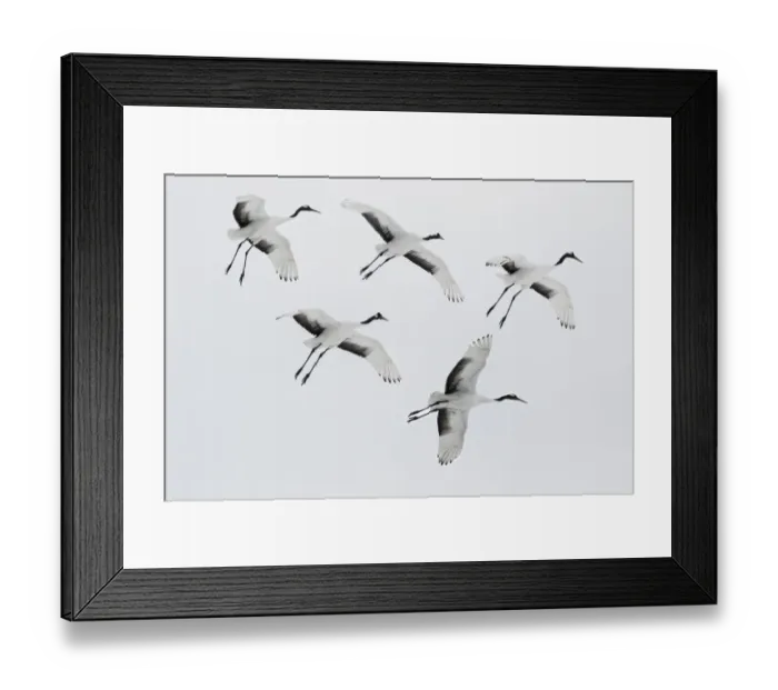 Framed Print : Rare red-crowned crane of Northern Island of Hokkaido, Japan Framed Print : Rare red-crowned crane of Northern Island of Hokkaido, Japan