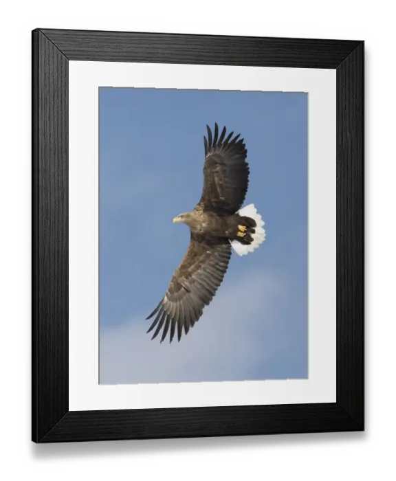 Framed Print : White-tailed eagle flying Tsurui-Mura Crane Reserve, Hokkaido, Japan Framed Print : White-tailed eagle flying Tsurui-Mura Crane Reserve, Hokkaido, Japan
