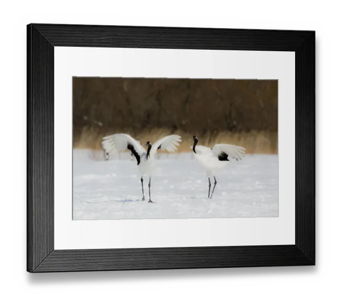 Framed Print : Rare red-crowned crane of Northern Island of Hokkaido, Japan Framed Print : Rare red-crowned crane of Northern Island of Hokkaido, Japan