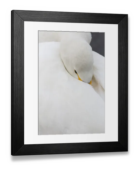 Framed Print : Whooper swans on frozen Lake Kussharo, Hokkaido Framed Print : Whooper swans on frozen Lake Kussharo, Hokkaido