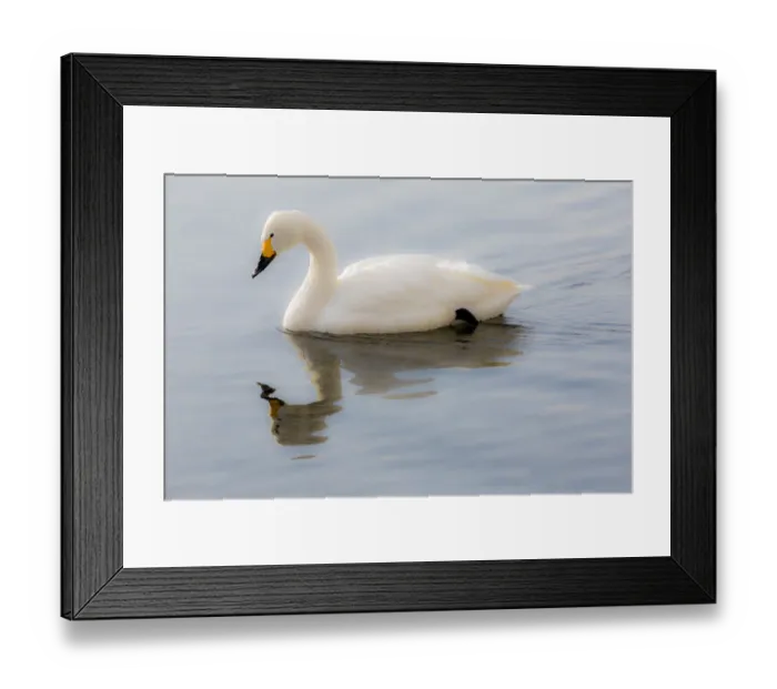 Framed Print : Whooper swans on frozen Lake Kussharo, Hokkaido Framed Print : Whooper swans on frozen Lake Kussharo, Hokkaido