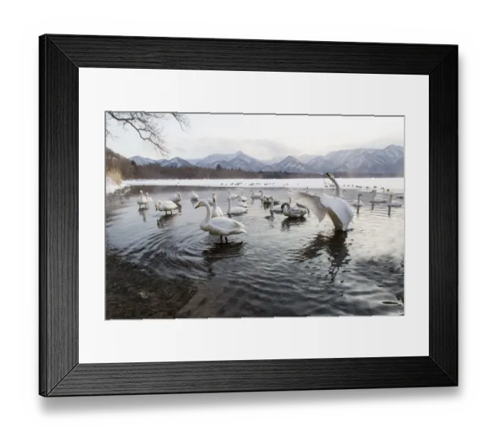 Framed Print : Whooper swans on frozen Lake Kussharo, Hokkaido Framed Print : Whooper swans on frozen Lake Kussharo, Hokkaido