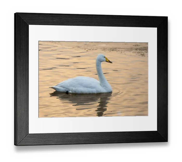 Framed Print : Whooper swans on frozen Lake Kussharo, Hokkaido Framed Print : Whooper swans on frozen Lake Kussharo, Hokkaido