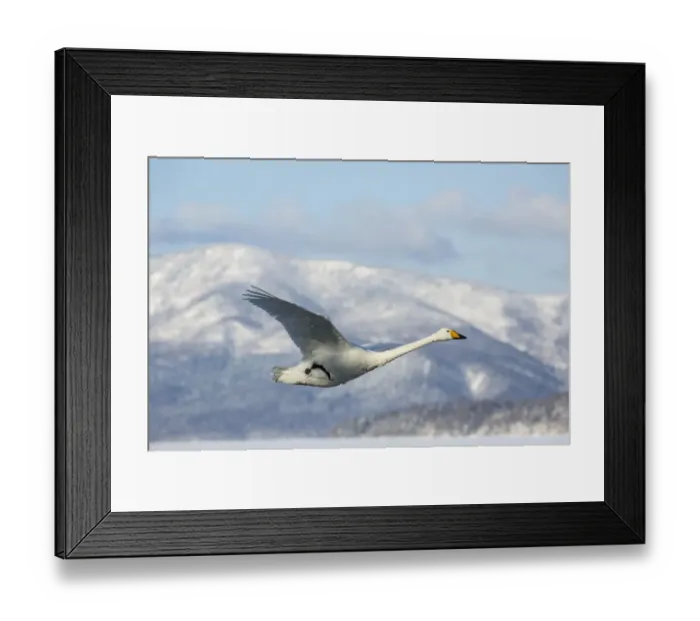 Framed Print : Whooper swans on frozen Lake Kussharo, Hokkaido Framed Print : Whooper swans on frozen Lake Kussharo, Hokkaido