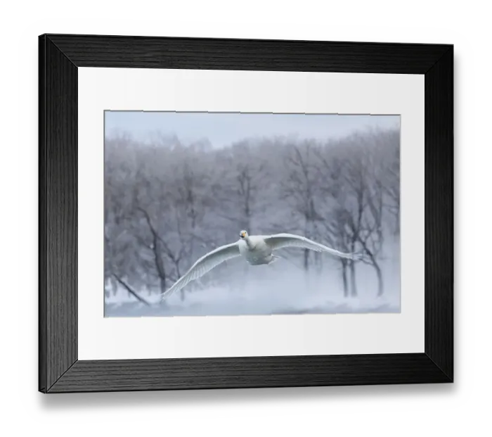 Framed Print : Whooper swans on frozen Lake Kussharo, Hokkaido