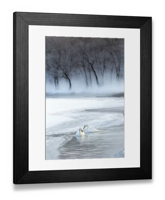Framed Print : Whooper swans on frozen Lake Kussharo, Hokkaido Framed Print : Whooper swans on frozen Lake Kussharo, Hokkaido